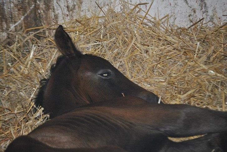 Sportsaraber (A) BS Schanitta - Smukke pigen tager sig et velfortjent hvil billede 2