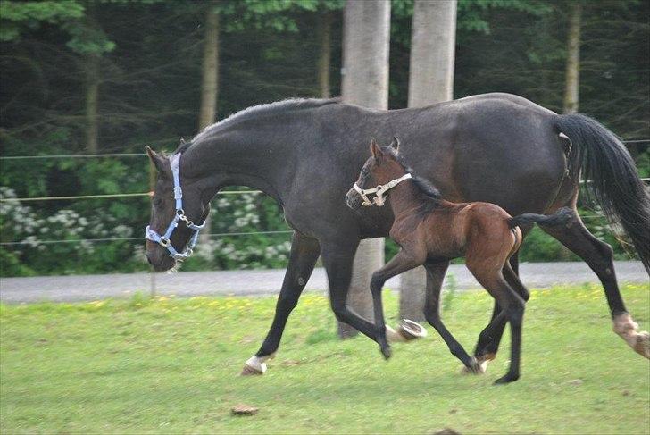 Sportsaraber (A) BS Schanitta billede 4