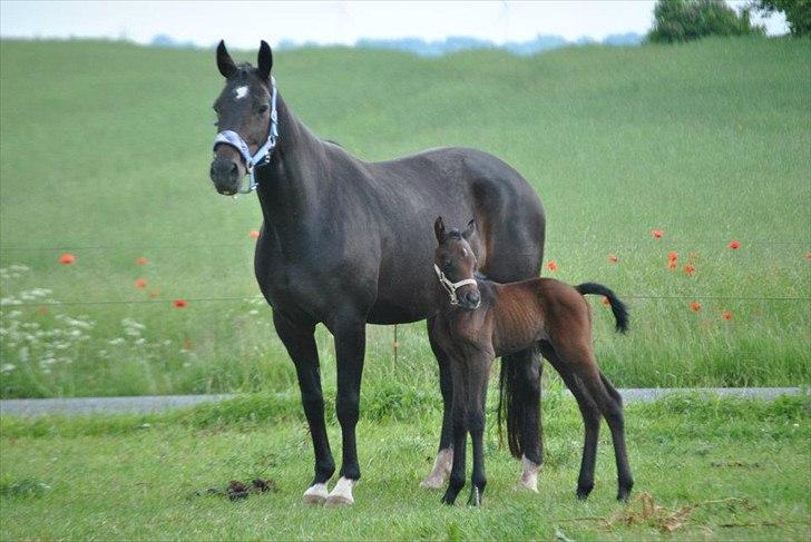 Sportsaraber (A) BS Schanitta billede 5