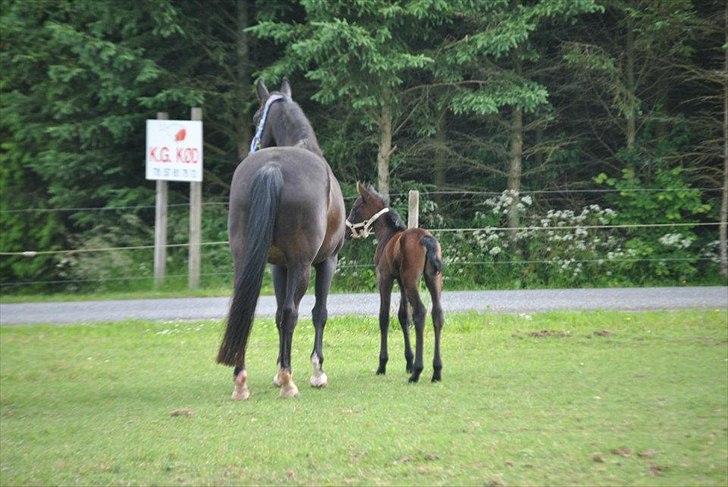 Sportsaraber (A) BS Schanitta billede 6
