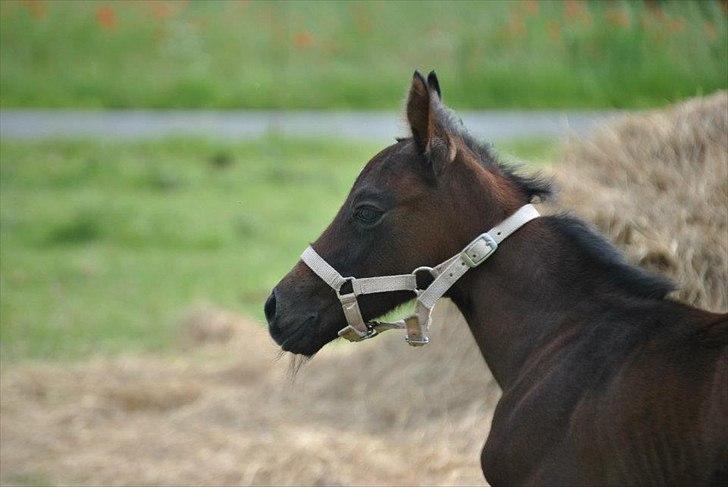 Sportsaraber (A) BS Schanitta billede 7