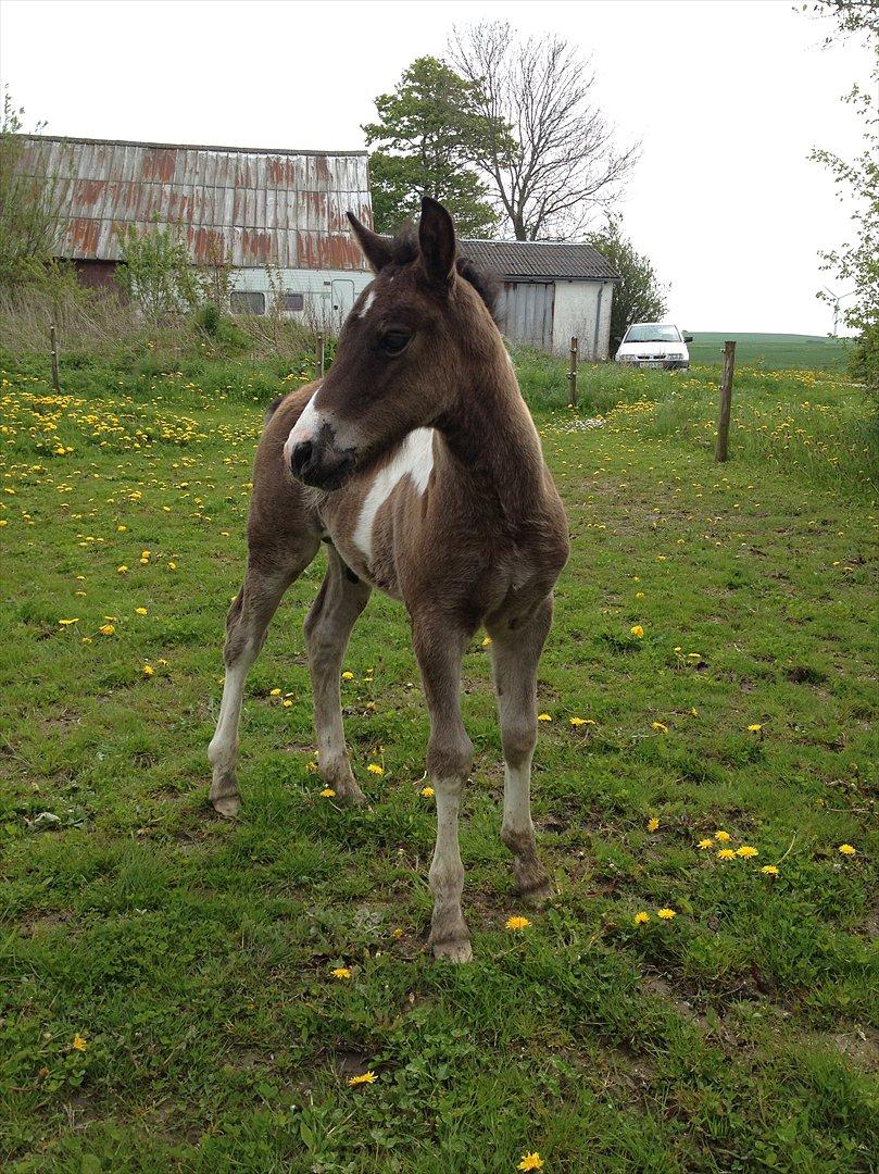 Anden særlig race Miracle Diamond billede 13