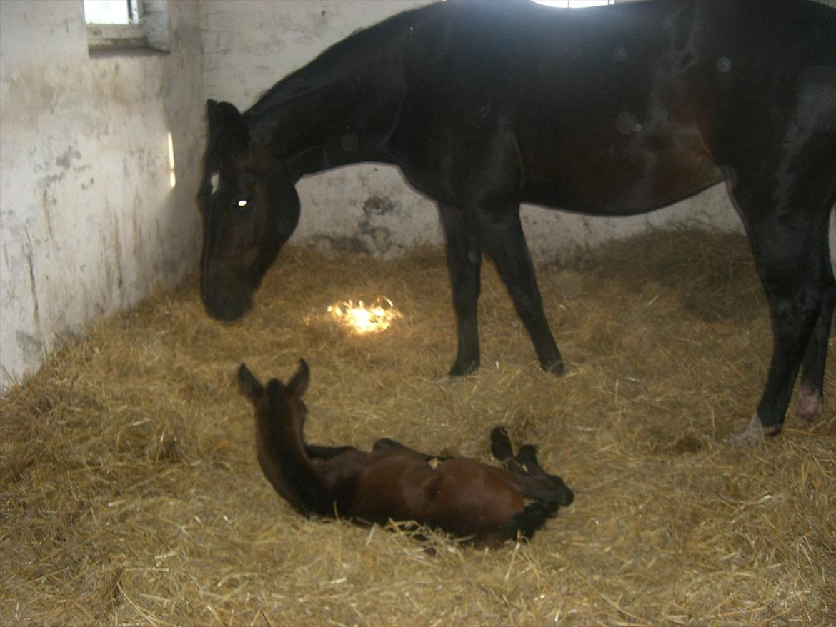 Sportsaraber (A) BS Schanitta billede 3