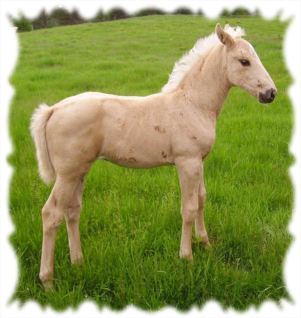 Palomino Axélls Bette Davis - Nuuuurh!! :D
Den Bette pige da hun var føl !!  billede 6