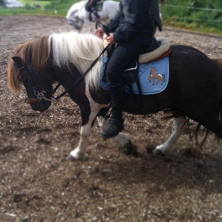 Anden særlig race Grøndahls Pepsi (Pepser) - Ridning Nanna og Pepsi d. 12.06.12. Holdningen er stabil i trav. billede 19