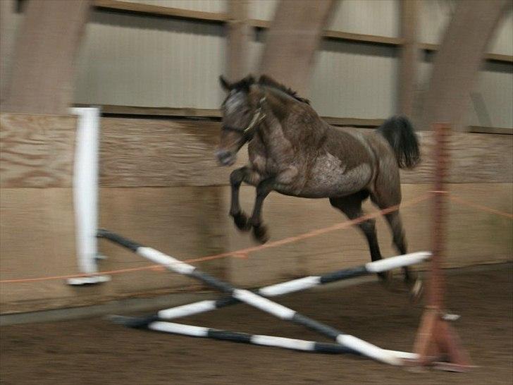 Knabstrupper Kieffers Kiki billede 15