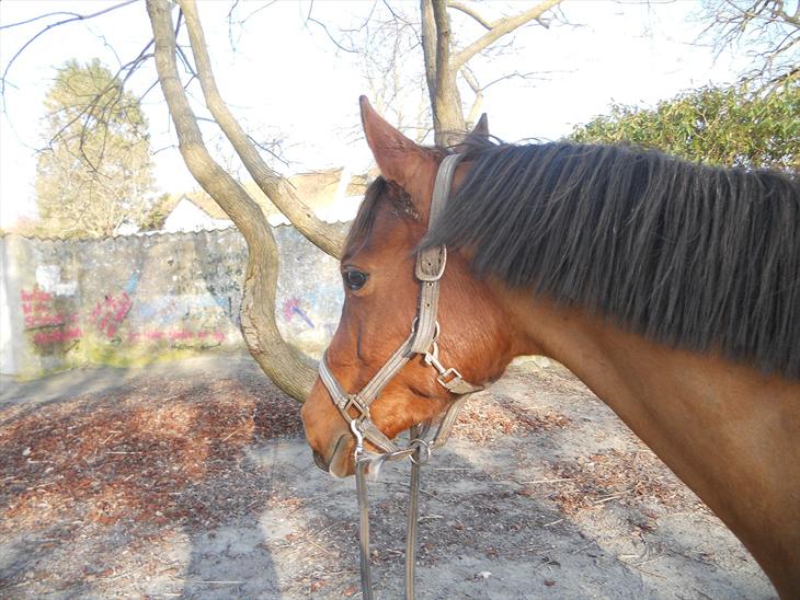 {{currentPhoto.altText}} billede {{currentPhoto.number}}