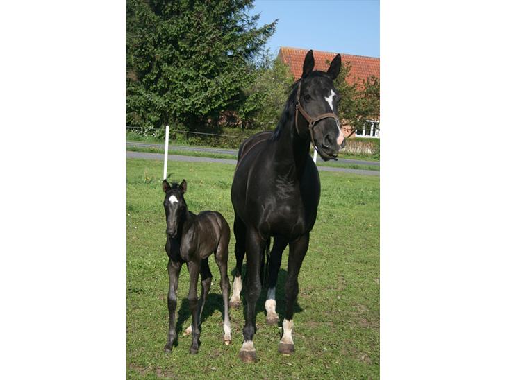 {{currentPhoto.altText}} billede {{currentPhoto.number}}