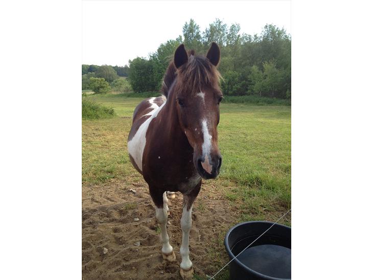 {{currentPhoto.altText}} billede {{currentPhoto.number}}