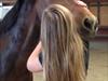 Tysk Sportspony Nixe Noel ( Noa) <3 [Tidl. part]