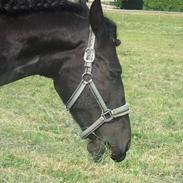 Frieser Romeo (tidligere part)