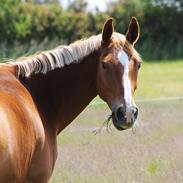 Dansk Varmblod Sky Walker