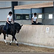 Hollandsk Sportspony Miss Aven