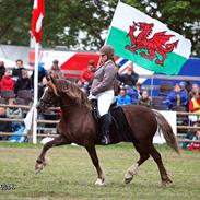 Welsh Cob (sec D) Pennal Free Bee Junior