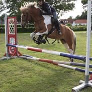 Anden særlig race Bambino Uno