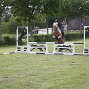 Anden særlig race Bambino Uno