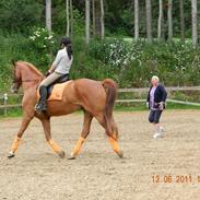 Dansk Varmblod Knudsgårds Poseidon