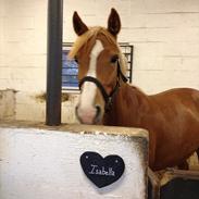 Anden særlig race Isabella