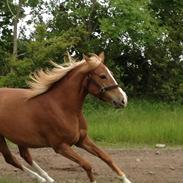 Anden særlig race Isabella
