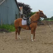 Anden særlig race Flika (Ejer)