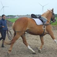 Anden særlig race Flika (Ejer)