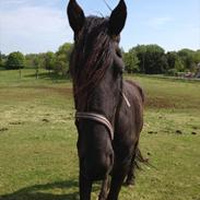 Barockpferd waldemir