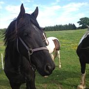 Barockpferd waldemir