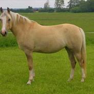 Palomino Golden candy