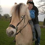 Fjordhest Geske Gudenå (Part)