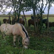 Fjordhest Geske Gudenå (Part)