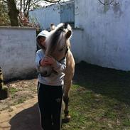 Fjordhest Geske Gudenå (Part)