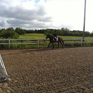 Anden særlig race Fister