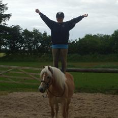 Haflinger Luna