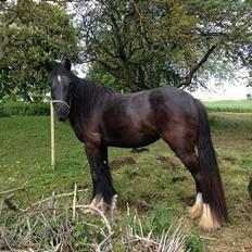 Irish Cob Independent Geisha