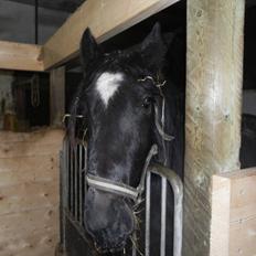 Irish Cob Independent Geisha