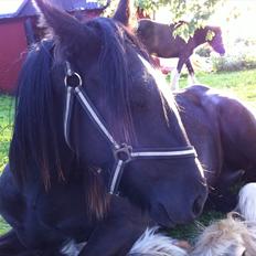 Irish Cob Independent Geisha