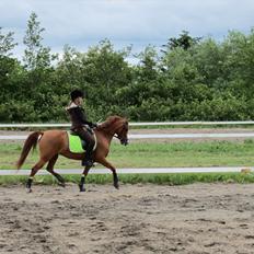 Hollandsk Sportspony Muscari