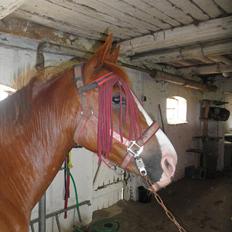 Anden særlig race Safi Rubin