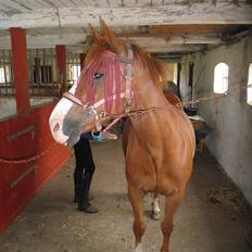 Anden særlig race Safi Rubin