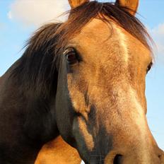 Arabisk fuldblod (OX) Helu