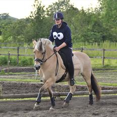 Fjordhest Bidola | Solgt!<3 |