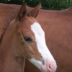 Anden særlig race Plains Mr. Magic SOLGT