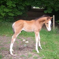 Anden særlig race Plains Mr. Magic SOLGT