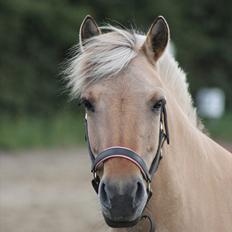 Fjordhest Beauty (solgt)