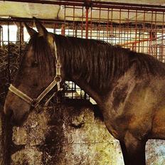 Anden særlig race Øland's Victory of patience