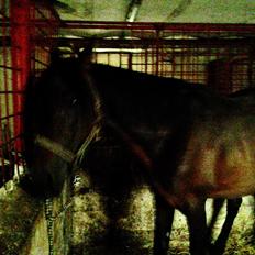 Anden særlig race Øland's Victory of patience