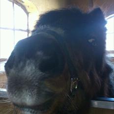 Shetlænder Djingo<3:-* RIP (Himmelhest)