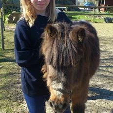 Shetlænder Djingo<3:-* RIP (Himmelhest)