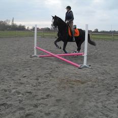 Anden særlig race Chelsey <3