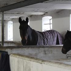 Oldenborg Kobjerggård's  Bolero Voltigerings hesten